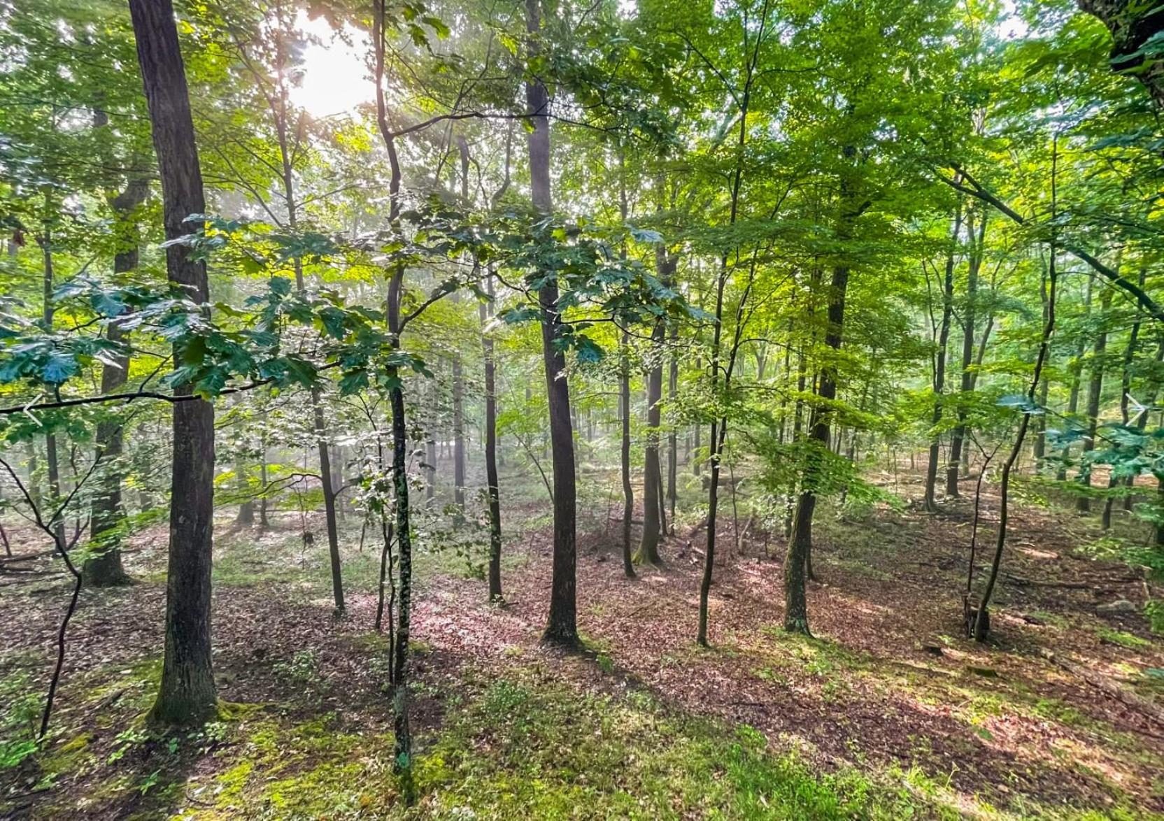 Chalet W Hot Tub, Large Deck, Grill, & Fast Wifi Berkeley Springs Esterno foto